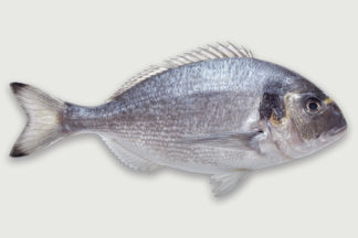 Dorade