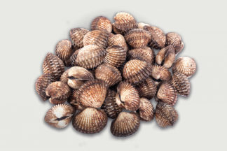 Kokkels van de Waddenzee