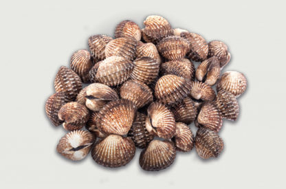 Kokkels van de Waddenzee