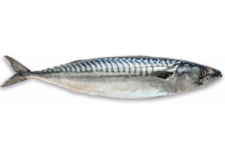 Makreel