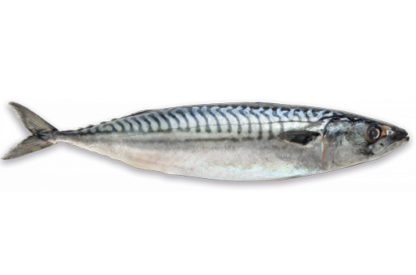 Makreel
