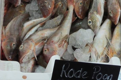 Rode poon (middel groot) - Afbeelding 3