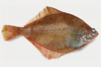Schar