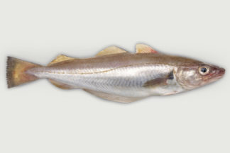 Wijting heel