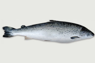 Zalmfilet